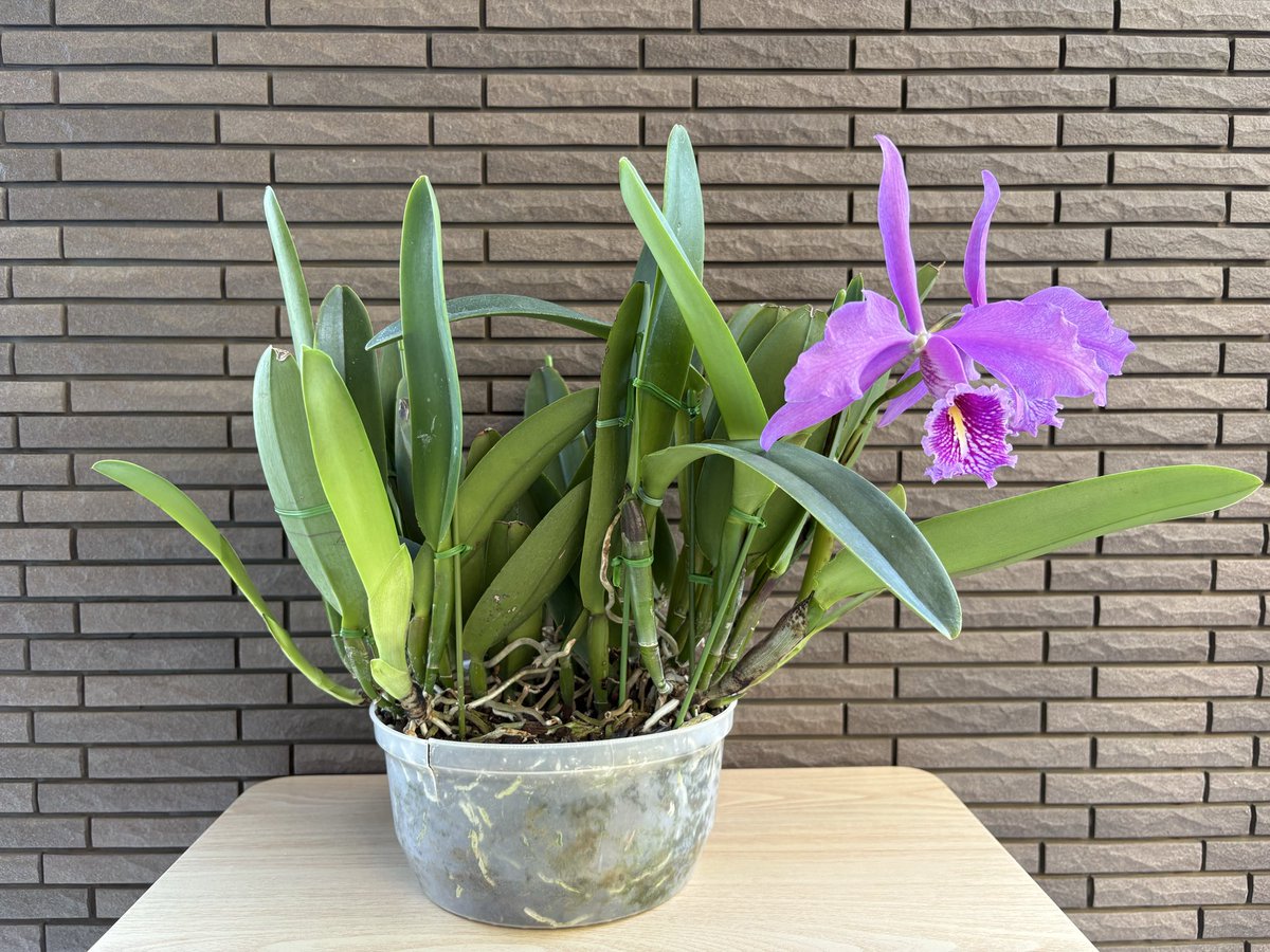 C.maxima rubra ×sib('Kan02-2' × 'Natural World' JC/AOS(OG)) 今年は