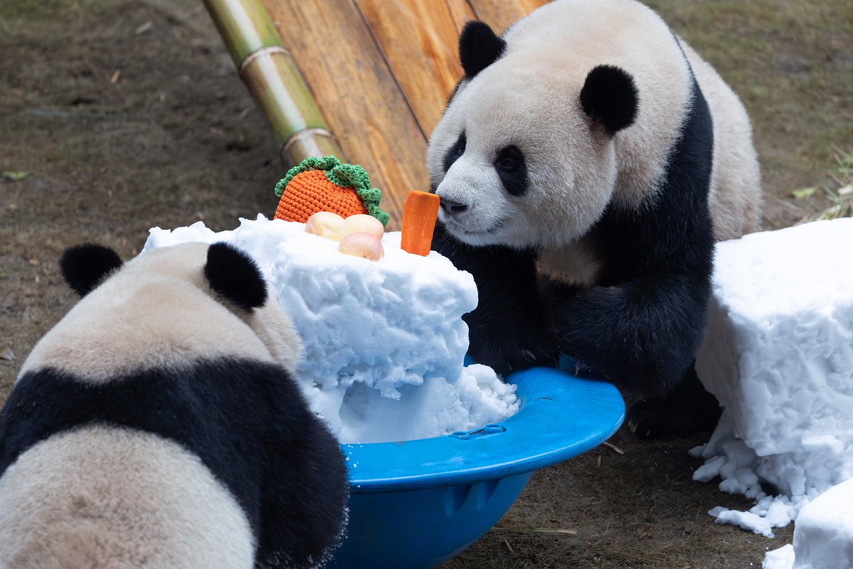 CGTNOfficial's tweet photo. 🐼🐼🐼In Chongqing Zoo, giant pandas were pictured basking in the simple joy of winter on Saturday, tumbling, rolling, gathering for snacks, and playing with icy blocks in pure delight. Their playful moments brought laughter to visitors, turning the zoo into a joyful winter wonderland. #ChinaSeen