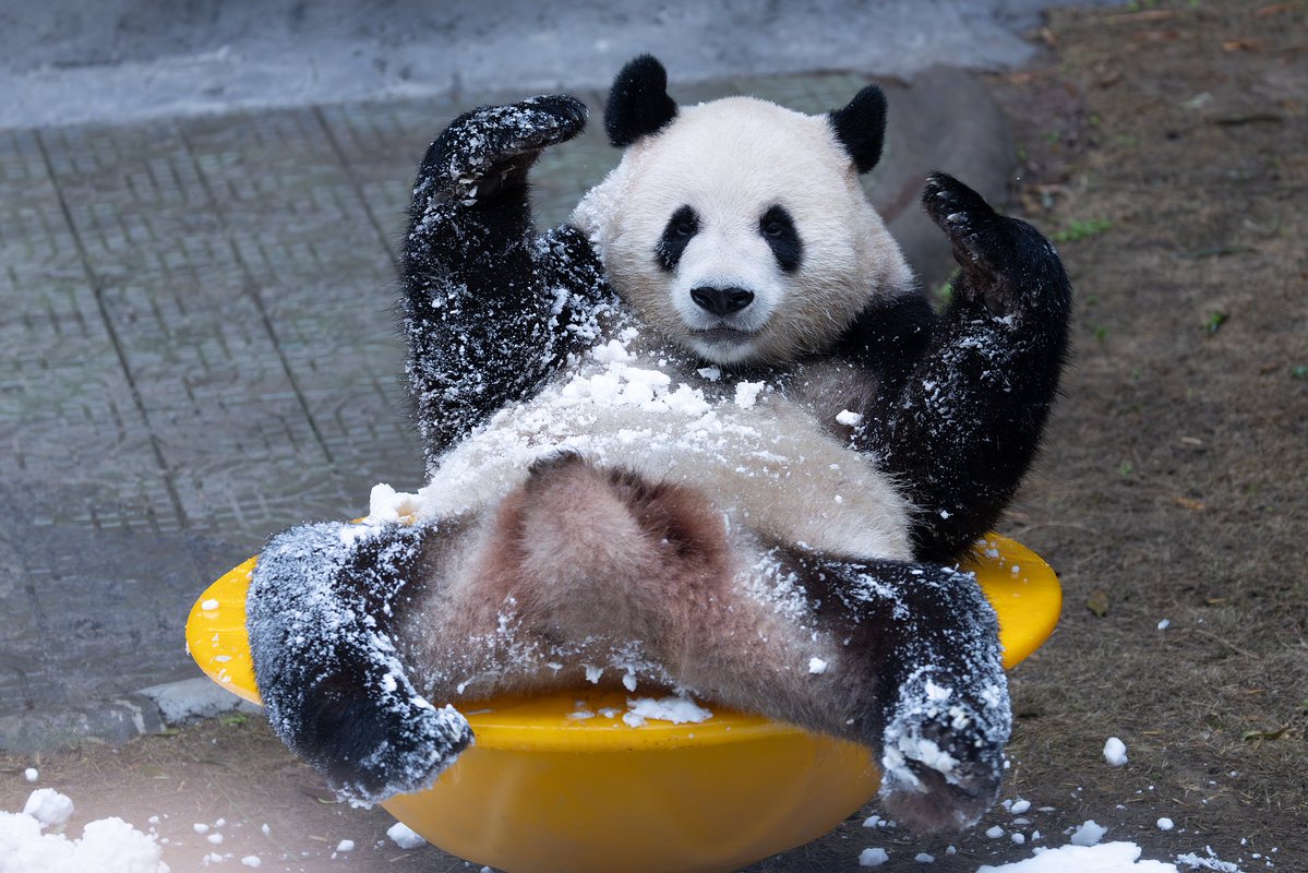 CGTNOfficial's tweet photo. 🐼🐼🐼In Chongqing Zoo, giant pandas were pictured basking in the simple joy of winter on Saturday, tumbling, rolling, gathering for snacks, and playing with icy blocks in pure delight. Their playful moments brought laughter to visitors, turning the zoo into a joyful winter wonderland. #ChinaSeen