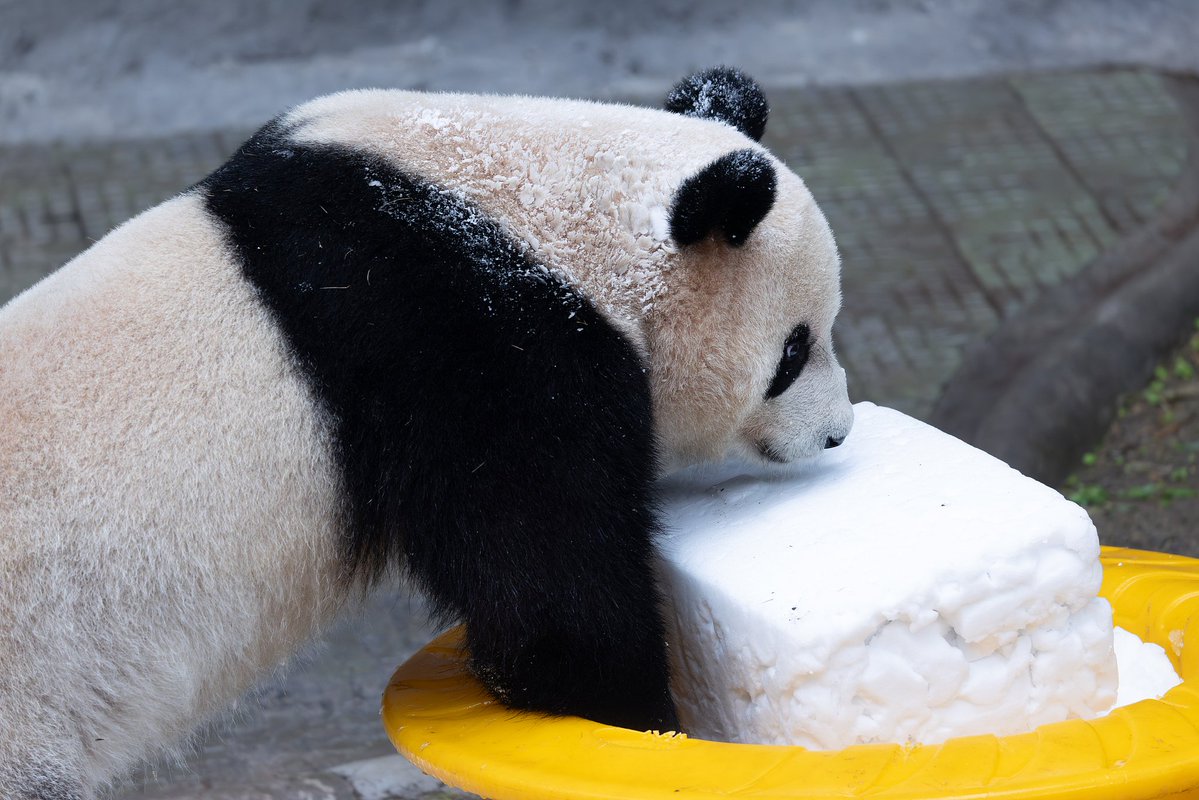CGTNOfficial's tweet photo. 🐼🐼🐼In Chongqing Zoo, giant pandas were pictured basking in the simple joy of winter on Saturday, tumbling, rolling, gathering for snacks, and playing with icy blocks in pure delight. Their playful moments brought laughter to visitors, turning the zoo into a joyful winter wonderland. #ChinaSeen