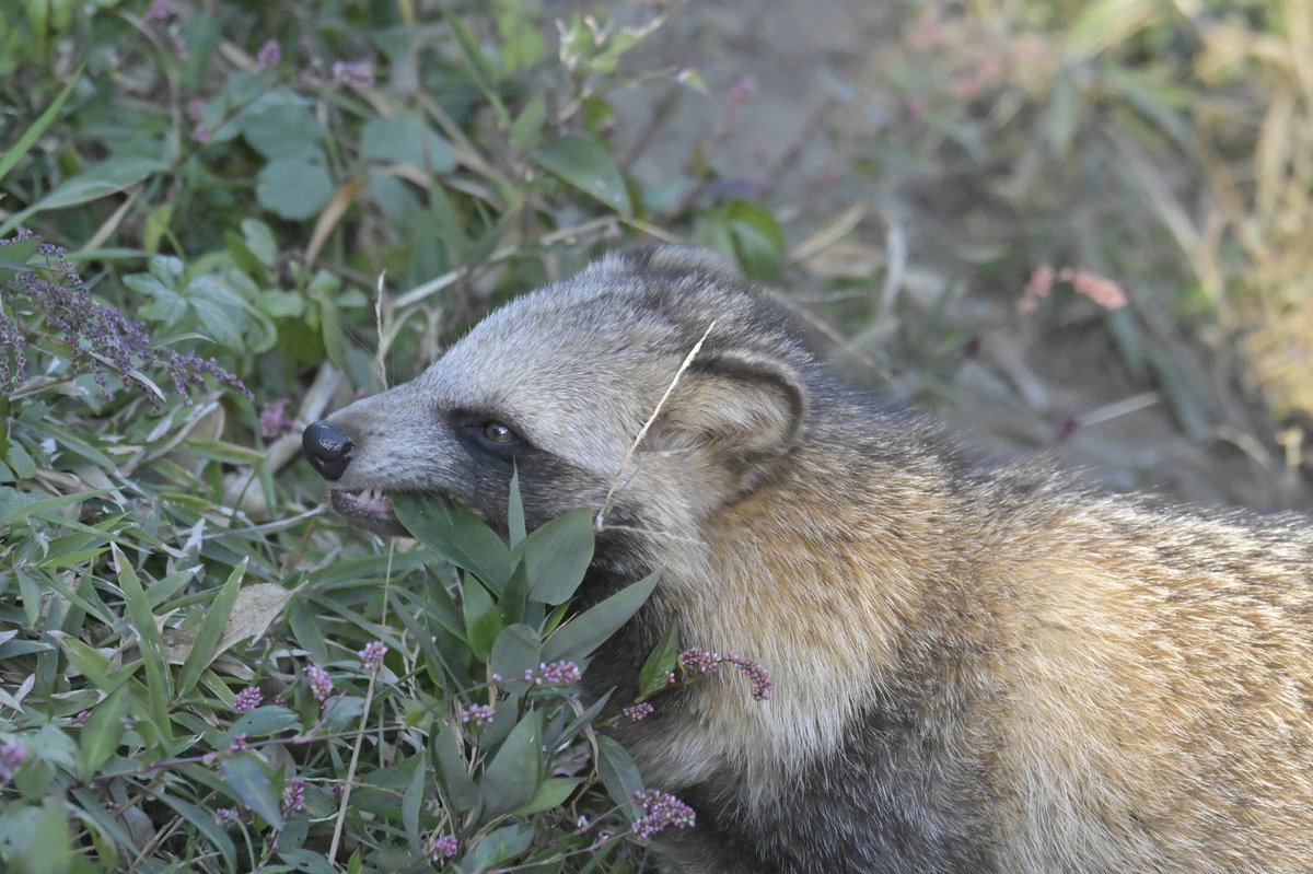 冬毛もふもふなってきた

#東武動物公園
#しろみそ　#ホンドタヌキ