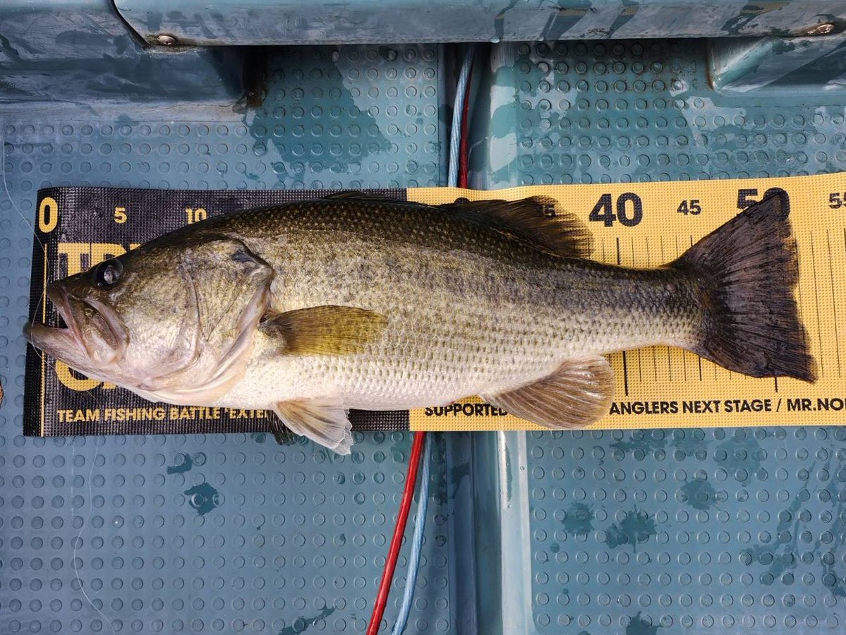 今日も引き続き出てます😆✨
  #ニジマスパターン
 #放流効果 
 #今日も50UP
 #亀山ダム
 #のむらボート