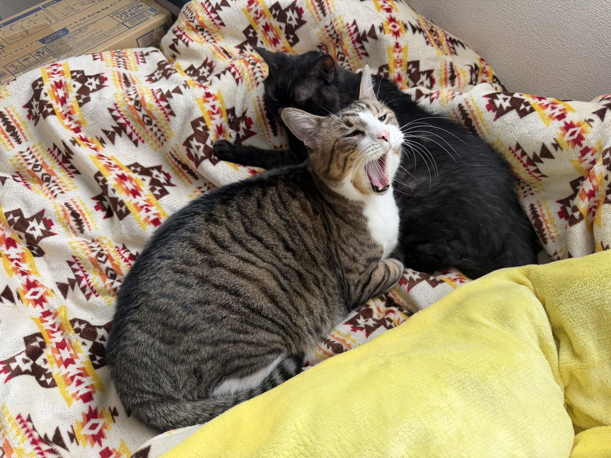 pyonkichi☺️😻🐾🪴 (@pyonpyonkichi22) / Posts / X