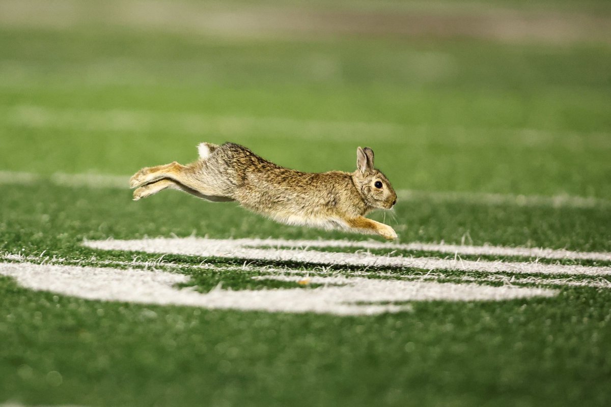 Michael O'Brien tweet media