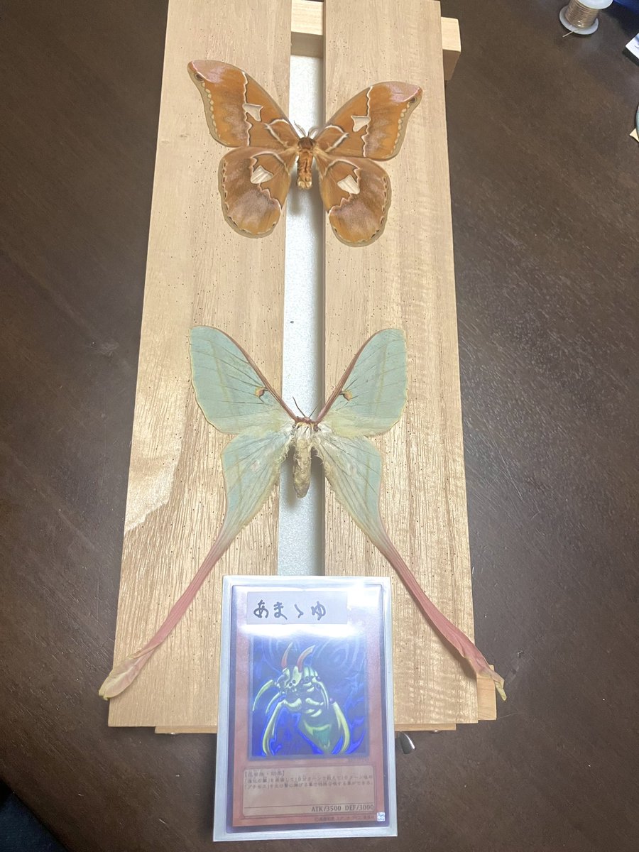 ケリーさんに頂いた「あまゝゆ」データ、今度印刷しなくちゃな。