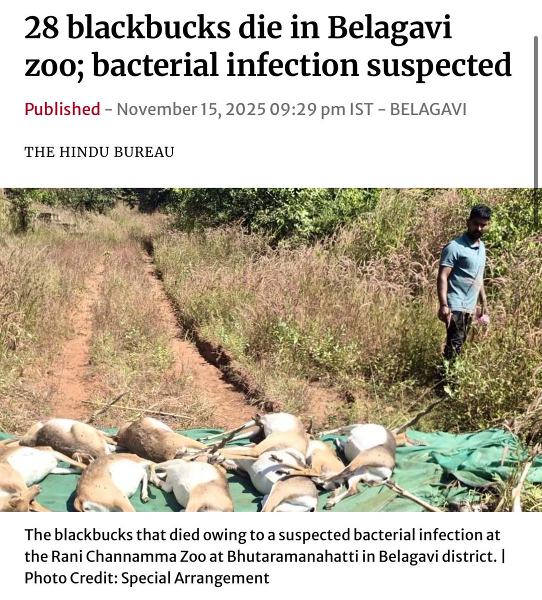 The Forest Department isn’t dealing with isolated lapses anymore - it’s dealing with a full-blown collapse.

Human–wildlife conflict is surging, tiger deaths in the wild continue, and surveillance has all but failed.

And now, 28 blackbucks have died inside a controlled,