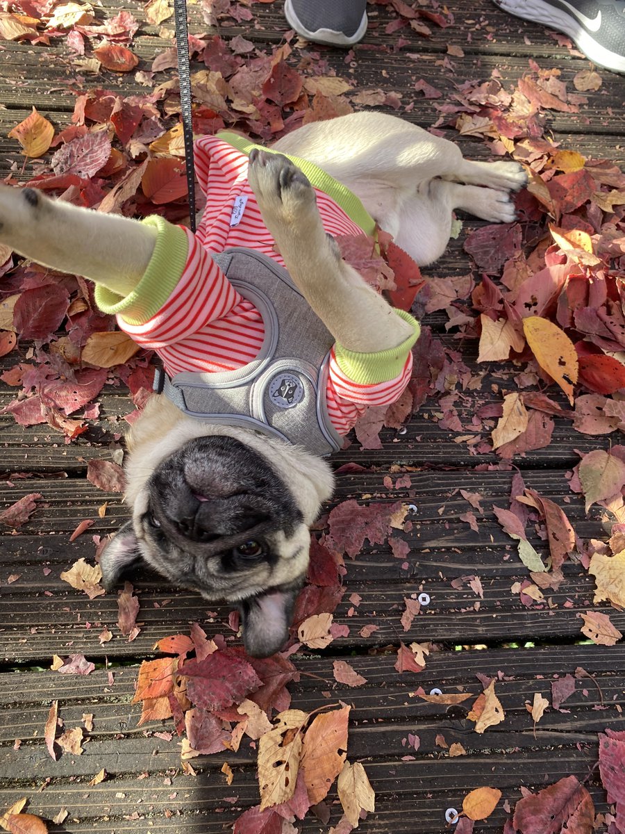 パグ犬。 (@lO9aaZQLOUbRoKe) / Posts / X