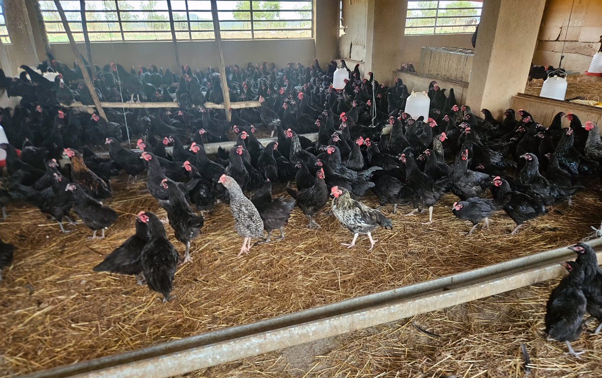 MoLAFWRD_Zim's tweet image. At Ruwanike Homestead, Guruve, PS Prof Dr Obert Jiri hailed a thriving indigenous poultry enterprise producing up to 2 000 chicks weekly, noting how the Presidential Poultry Scheme under Rural Devpt 8.0 are powering incomes, nutrition, climate resilience and rural transformation.