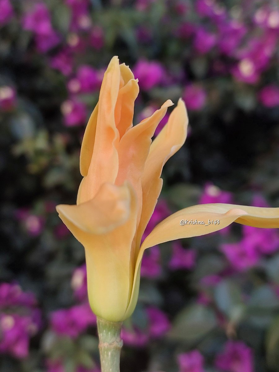 शुभ सकाळ
#सोनचाफा
#माझाक्लिक