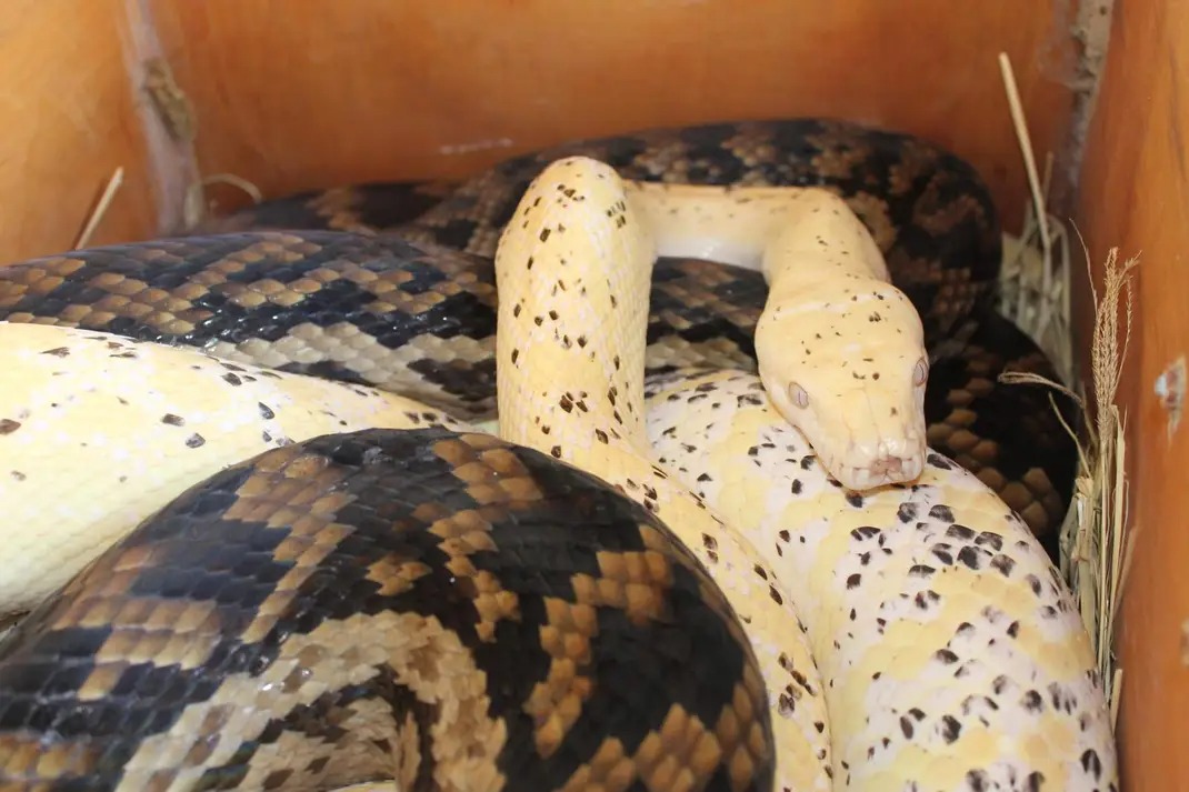 a_heyryo's tweet image. 1枚目 albino kinghorni
2枚目 Bar-Neck×Jaguar Carpet Python

カーペットとシマリアのハイブリッドは頭頂板はScrub pythonに寄るんですね🤔