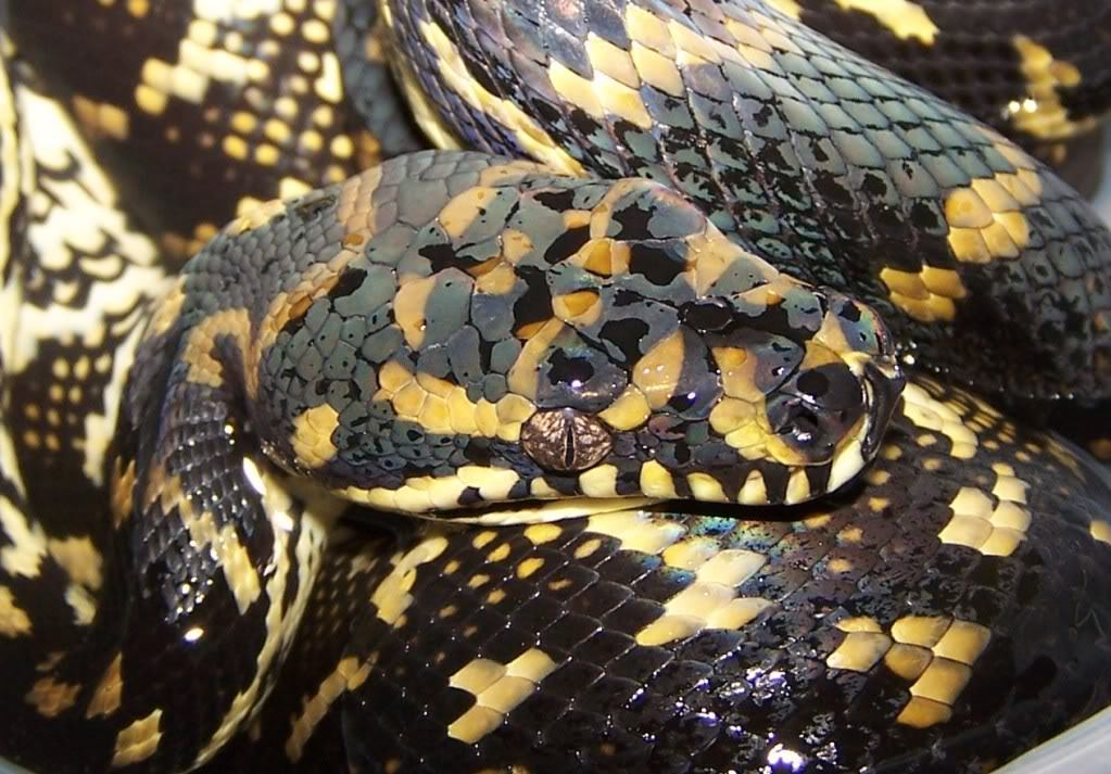 a_heyryo's tweet image. 1枚目 albino kinghorni
2枚目 Bar-Neck×Jaguar Carpet Python

カーペットとシマリアのハイブリッドは頭頂板はScrub pythonに寄るんですね🤔