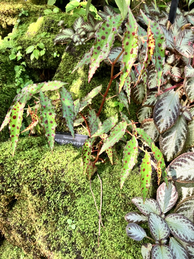 咲くやこの花館でベゴニア発見