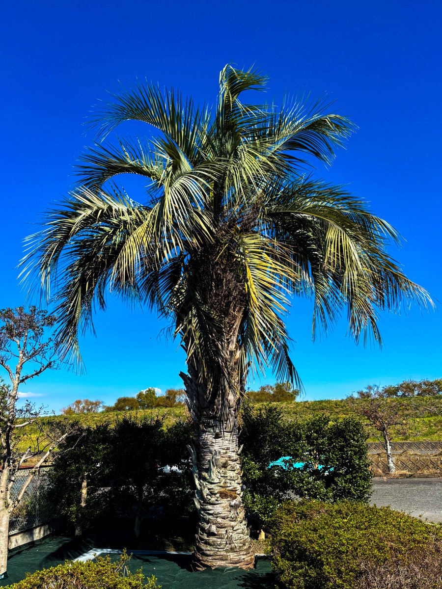 新しいヤシの木 約2メートル 美雨ちゃん、ヤシの木だよ ヤシの木だよねこれ？