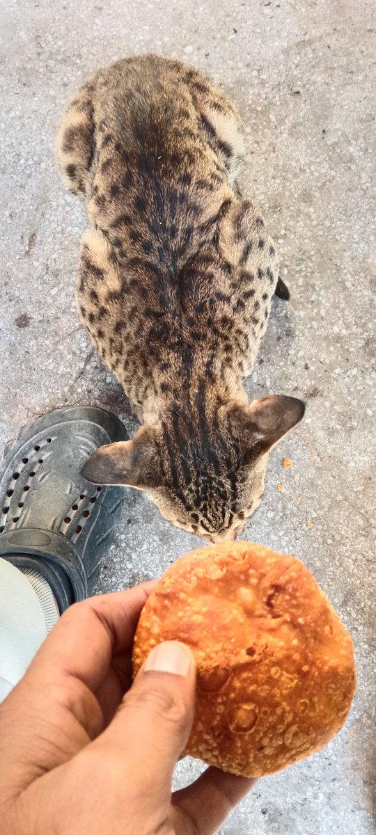 rishirajkhtr's tweet photo. Kitty also love mogar kachori.

Jodhpur delicacy... https://t.co/UkFqxCYbLc