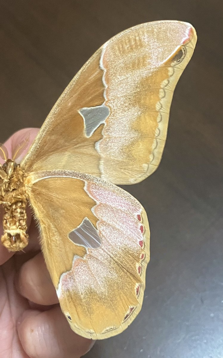 Rothschildia sp. from PERU
ペルーのロスチャイルドヤママユ

ヨナグニサン系を小さくしたような感じのヤママユ。
ま、同じAttaciniだしね。
Attaciniはストライクゾーンから外れるのだけど、ヤママユ屋を名乗るのなら避けて通れぬ道。。

絵合わせでは同定難しいな(そこまで熱量が上がらないだけ)