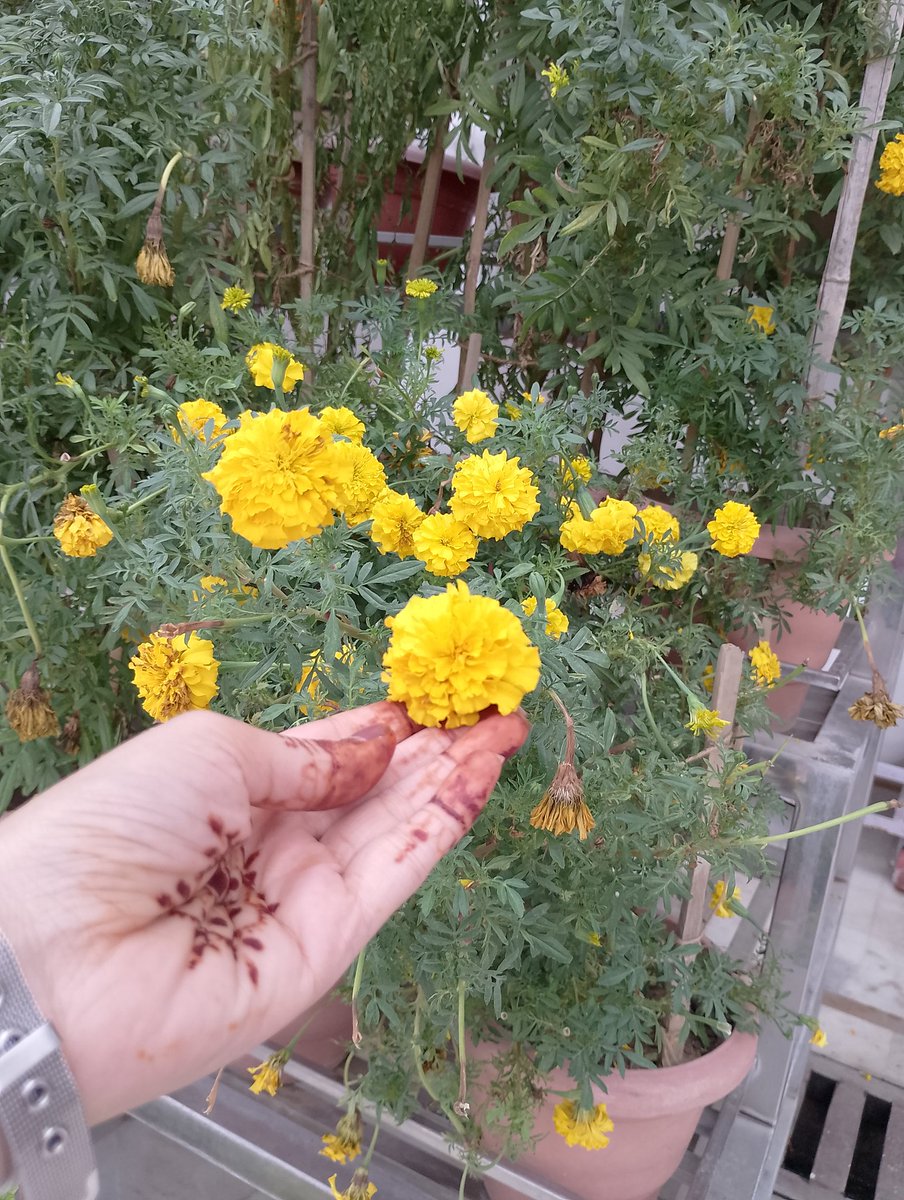 #yellowflower #good morning everyone 🌞