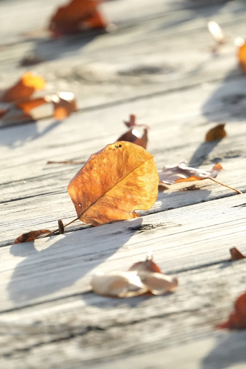 The_Nice_Mr_T's tweet image. Feels like the #endofFall