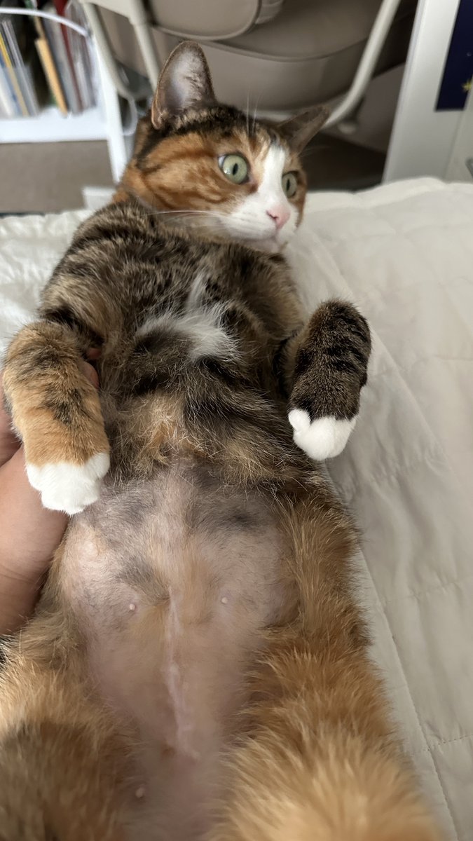 v2soo2's tweet image. 이정도면 잘 아물었죠