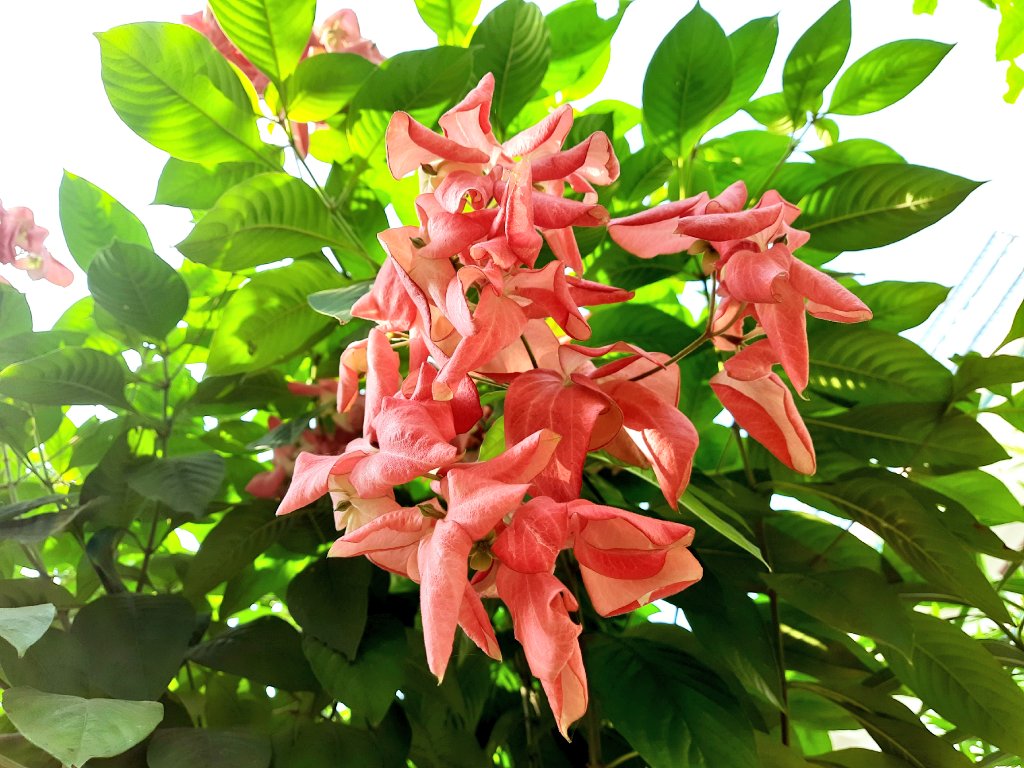 Modesty300's tweet image. कुछ फूलों में खुशबू नहीं होती, फिर भी उनकी उपस्थिति सौंदर्य का एहसास कराती है। वैसे ही जीवन में भी हर चीज़ का परिपूर्ण होना आवश्यक नहीं , क्योंकि सुंदरता हमेशा पूर्णता में नहीं, बल्कि अस्तित्व की सच्चाई को स्वीकारने में बसती है। 😌☘️
#GoodMorning