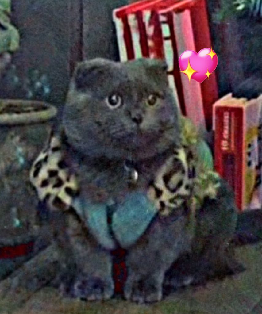 ジヨンも猫吸いするのかな…