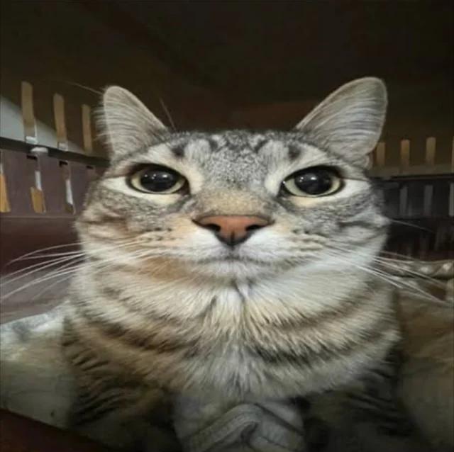 TheHoodieWearer tweet media