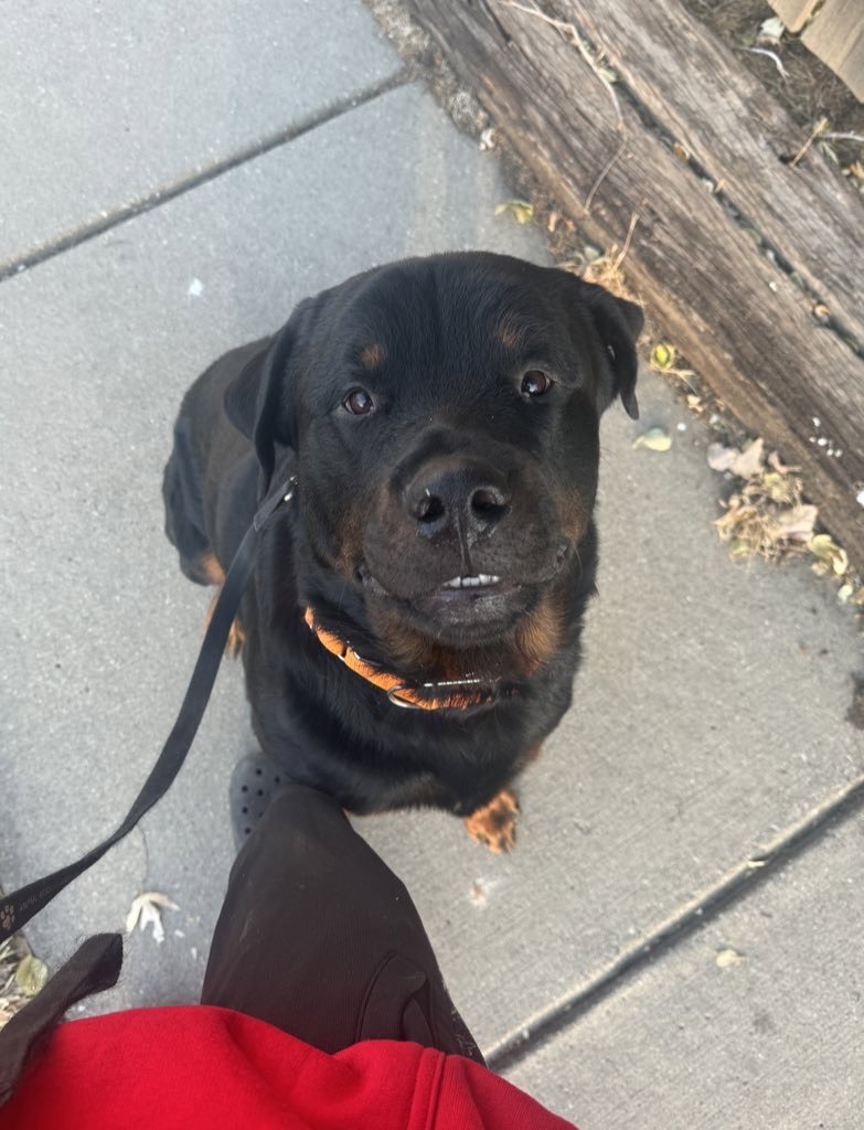 hl2dog's tweet photo. 🙋🏼‍♂️ ty, 21, he/him
i love my dog B)
🖤 Glaive, Heylog, Night Lovell, Sewerperson, Grunge
🎮 anime, gaming, aesthetics, art, half life/portal, cosplay, movies, dogs, food

↻/♡ to be moots ifb
finding more friends
#promotwt #mootshunt https://t.co/vBIcFzKCv2