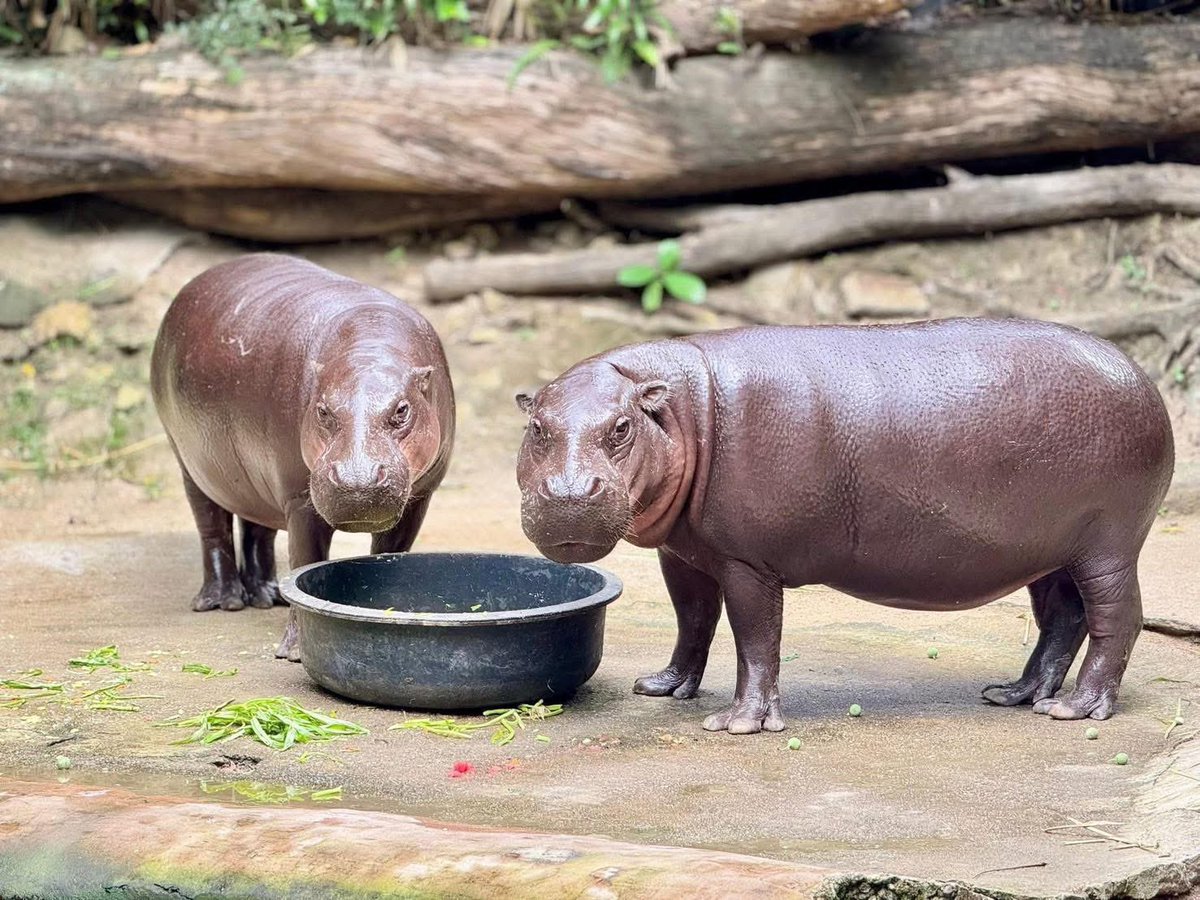 นักท่องเที่ยวบอกว่า แยกไม่ออกว่าใครเป็นใคร 
อย่าว่าแต่นักท่องเที่ยว คนเลี้ยงก็แยกไม่ออก🤣 #hippo #PygmyHippo #ขาหมูแอนด์เดอะแก๊ง #หมูเด้งเด้งกี่โมง #Moodeng #พี่ขาหมู #สวนสัตว์เปิดเขาเขียว