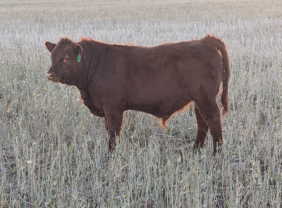 Canola stubble update.