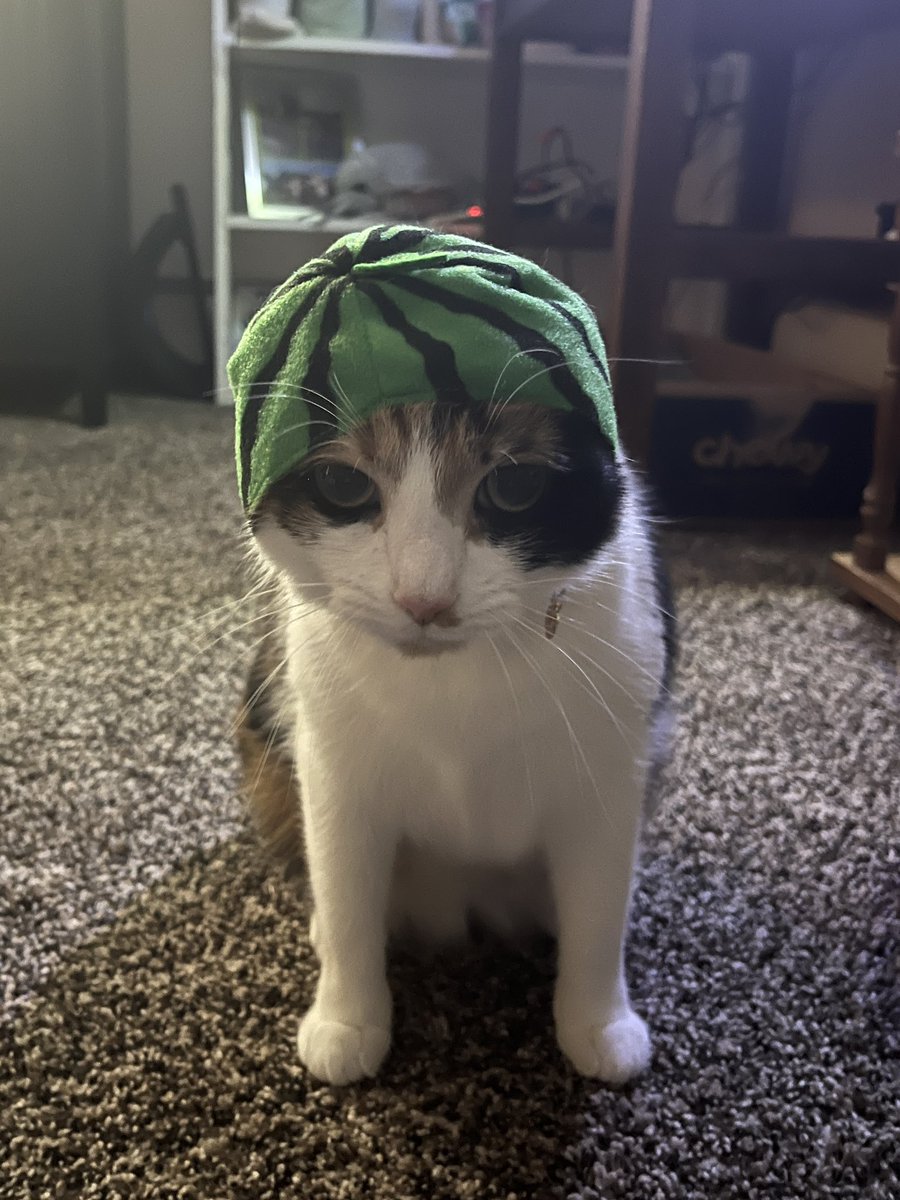 clam_time's tweet image. 