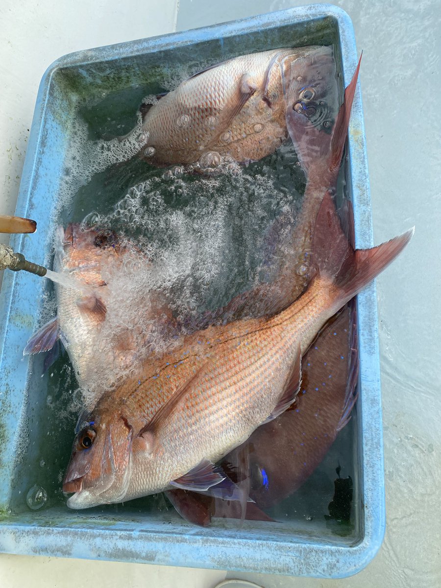 おは千倉！
シマアジには裏切られたけど
タイは裏切らない笑笑