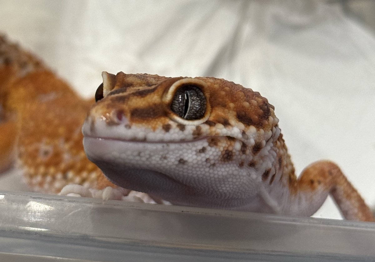 1ページ目　AYAオーダーページ•*¨*•.¸¸♬ 🦎Aya🦎 #11/30エンリッチ参加 (@Aya88732573) / Posts / X