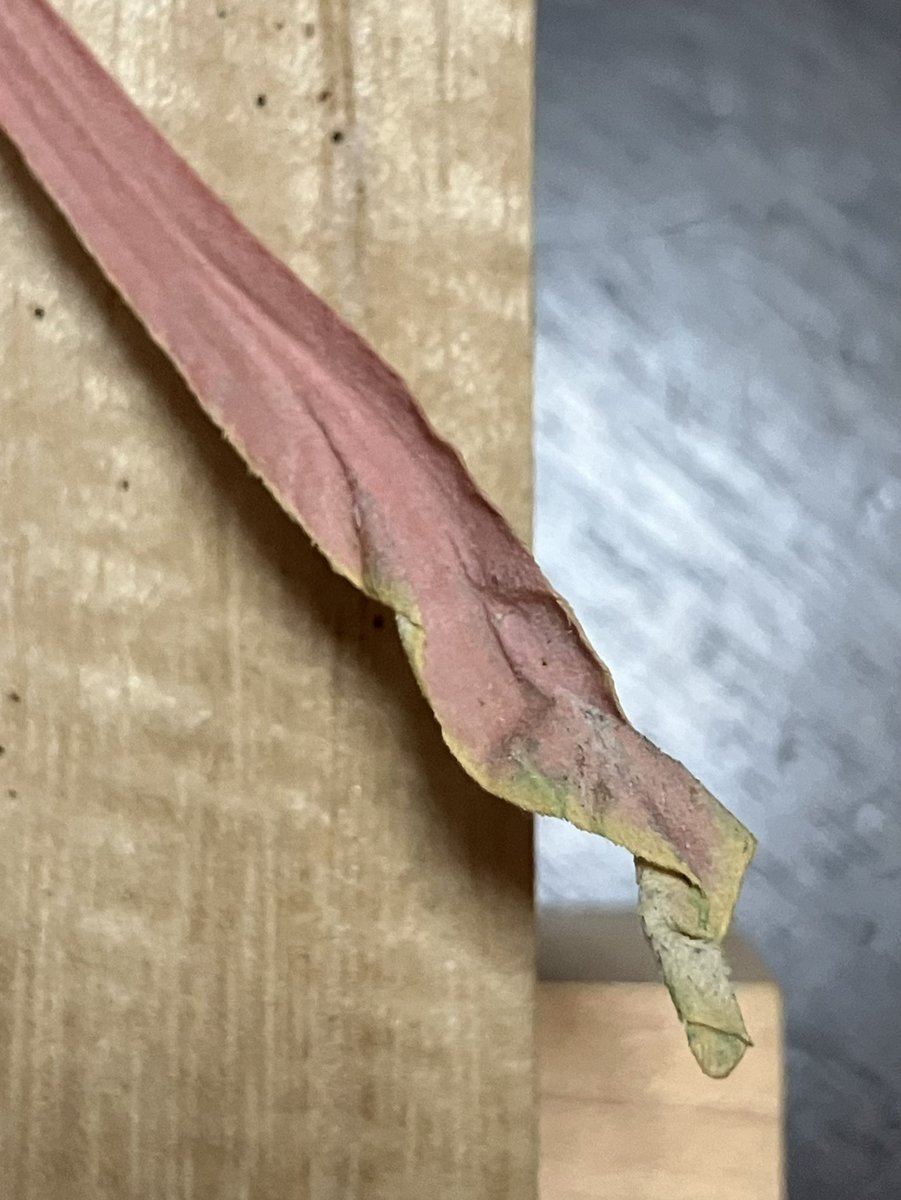 Actias dubernardi(♀) from VIETNAM
ベトナムのヒメヒレオミズアオ？(♀)

少し状態良くないけど、野外の♀が欲しかったので入手&amp;展翅✨

尾状突起先端は袋みたいになってるので、あえて展翅テープを被せずに立体感を残してます。

和名が既にあるっぽいけど、「ベニヒレオミズアオ」って呼びたい。