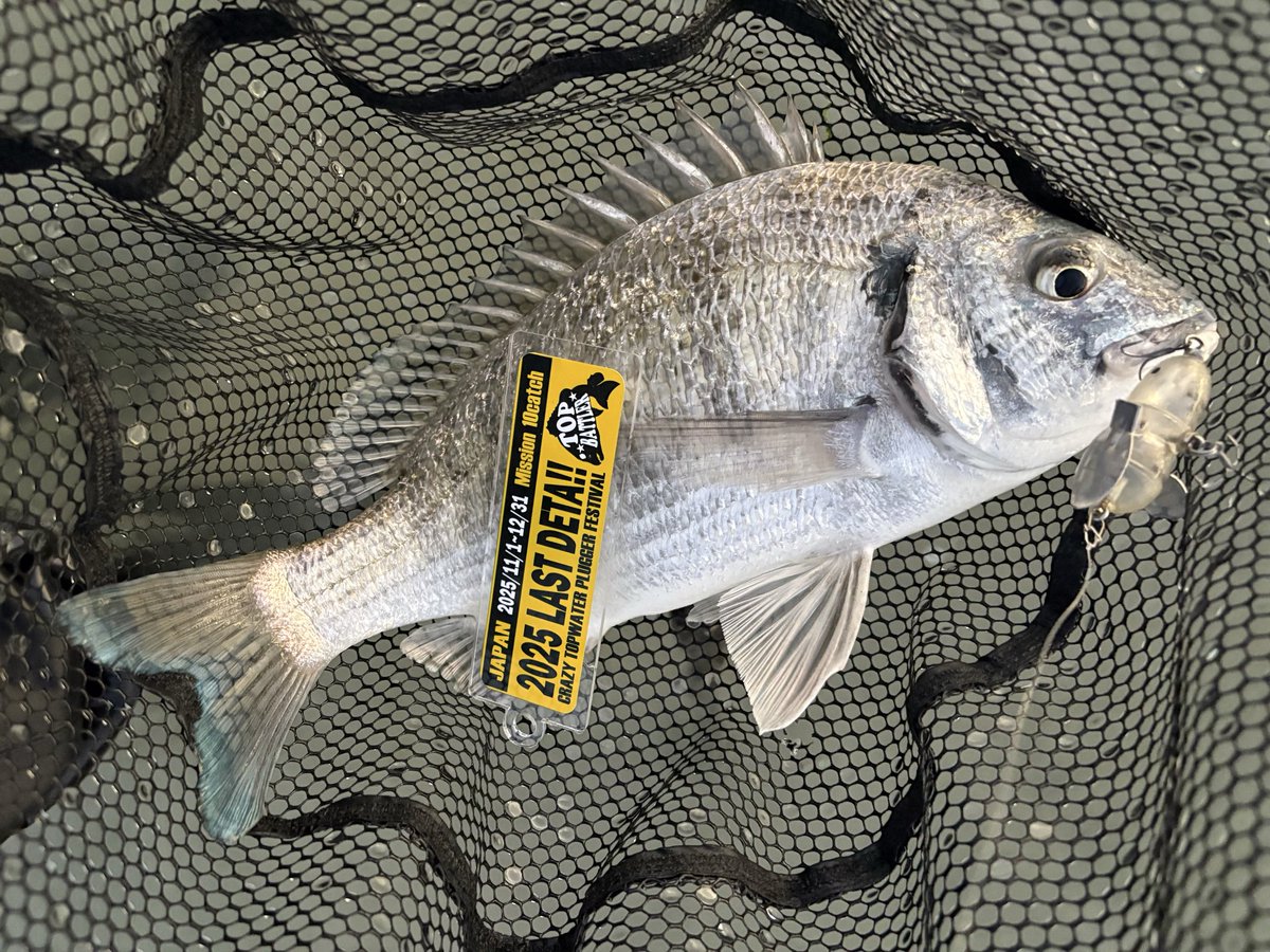 ジグザグ。 (@4939xxx) / Posts / X