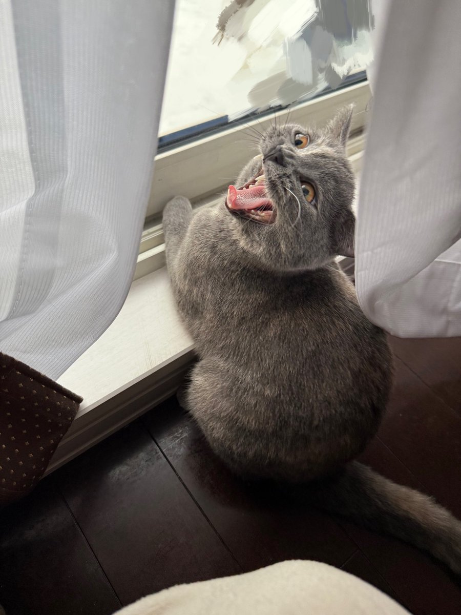 #猫  #あくび  #怖い