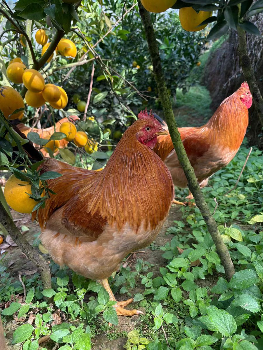 【🔥 贛南臍橙、熟れました！】
#GannanNavelOrange
陽光をたっぷり浴びた果実が、まさに食べごろ。
ひと口かじれば、みずみずしい果肉と甘さが口いっぱいに広がります。
産地直送の新鮮さを、ぜひご賞味あれ✨
#贛南臍橙 #水果旬 #産地直送