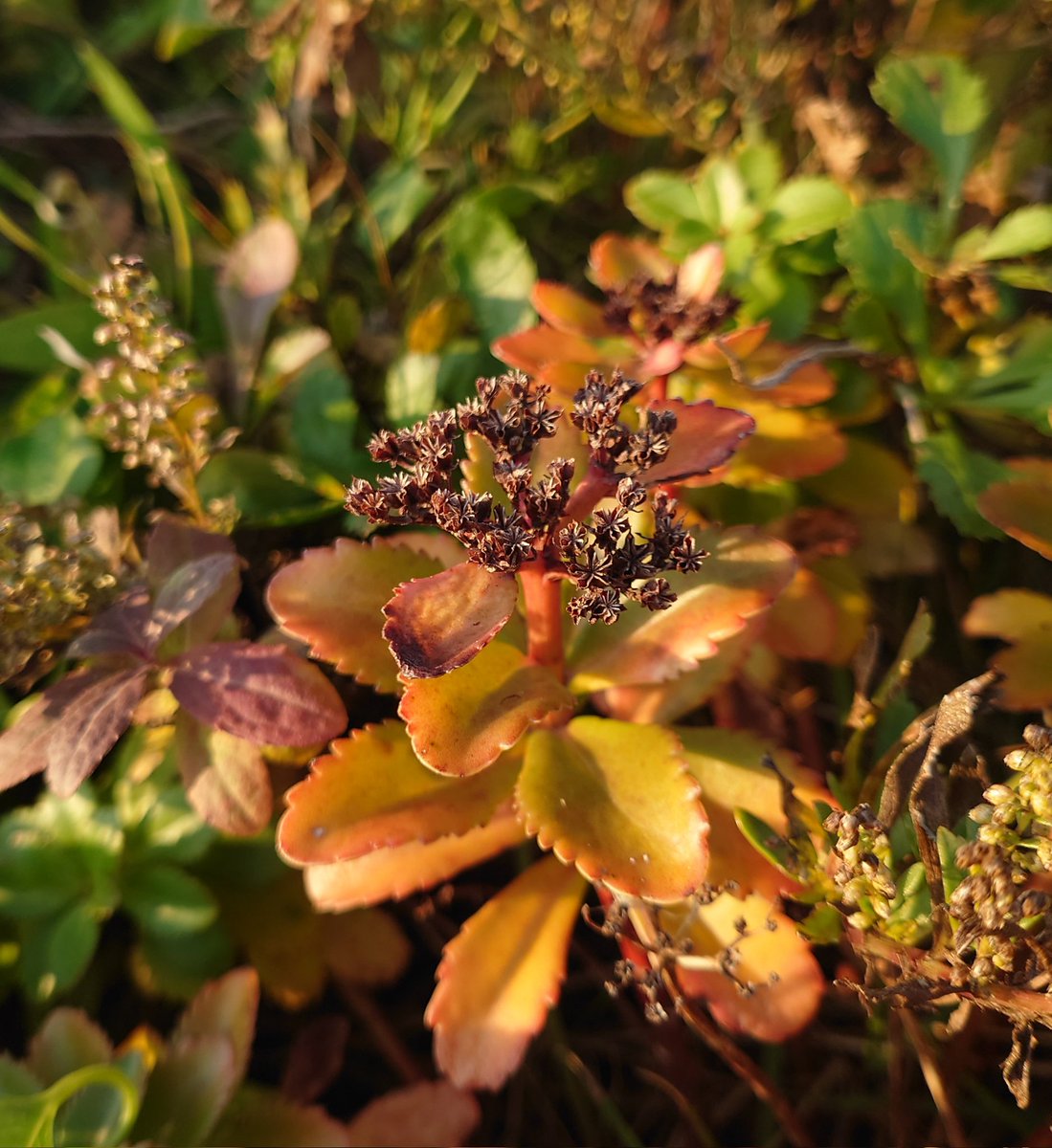 売り切れました。キリンソウ 大覆輪 キリンソウ