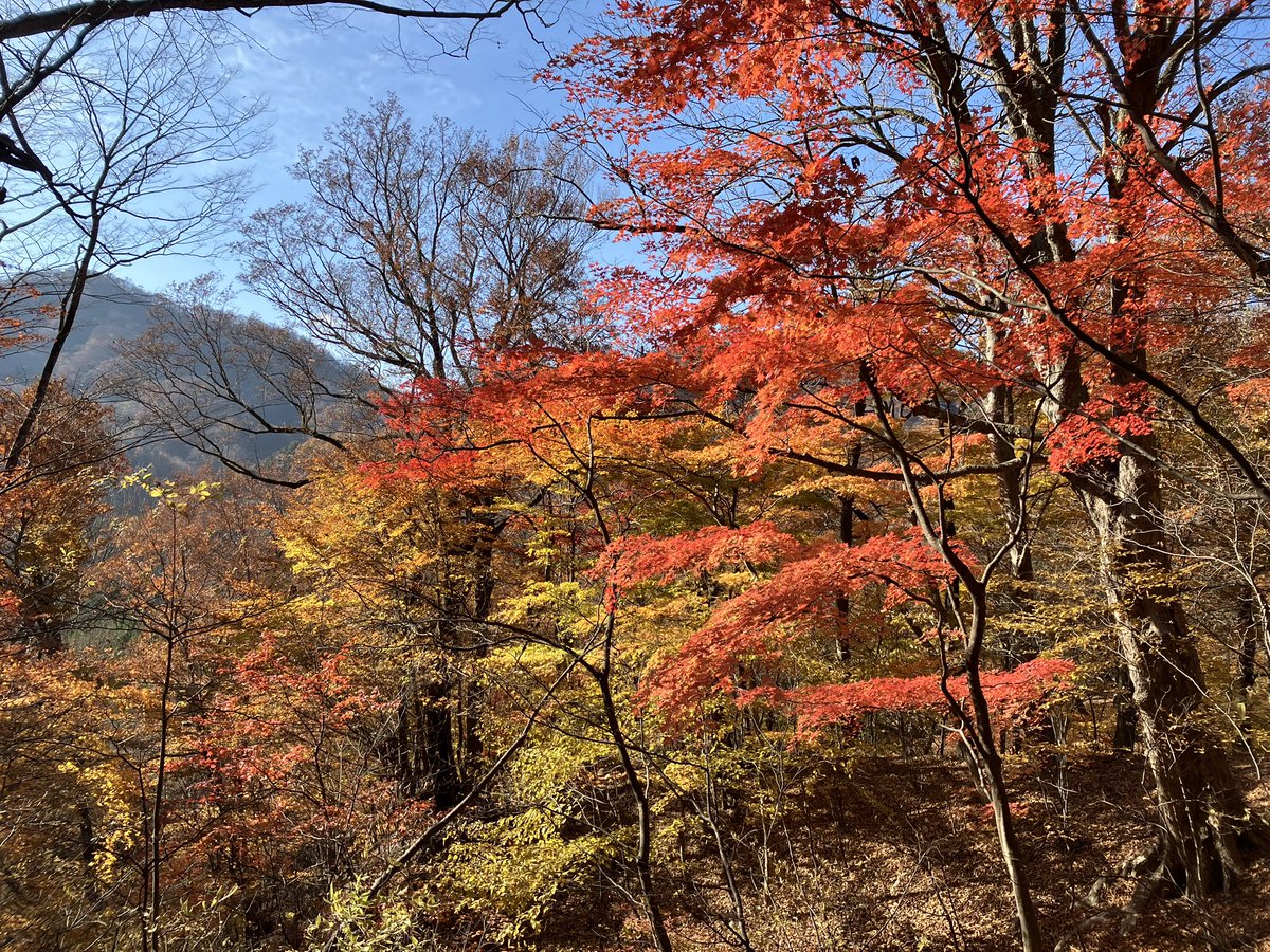 からの碓氷峠の紅葉🍁 碓氷峠はC120までが見頃 上はもう落葉でお終い感