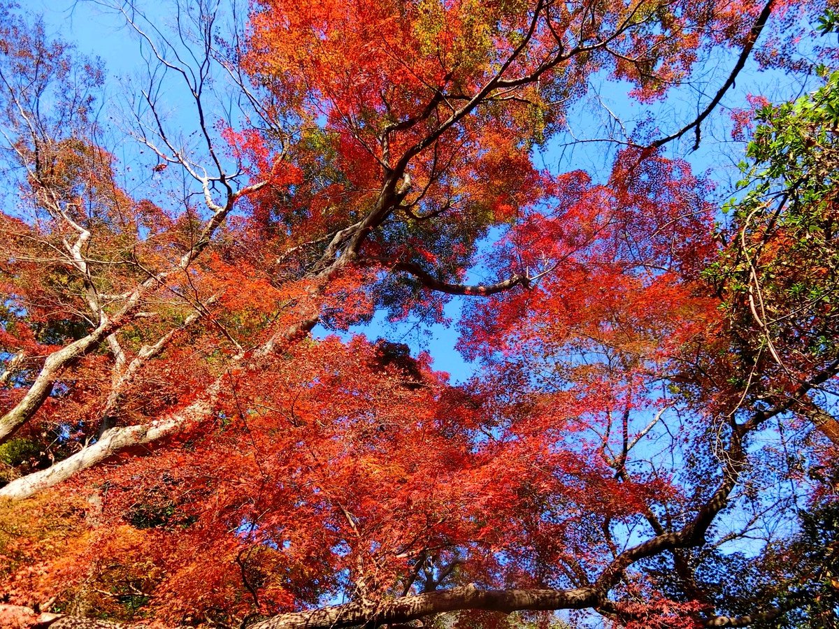 Lirio_1234's tweet photo. 近所の大公園の紅葉
ピーク前だけど真っ赤な所もありました https://t.co/uKStfCs3VG