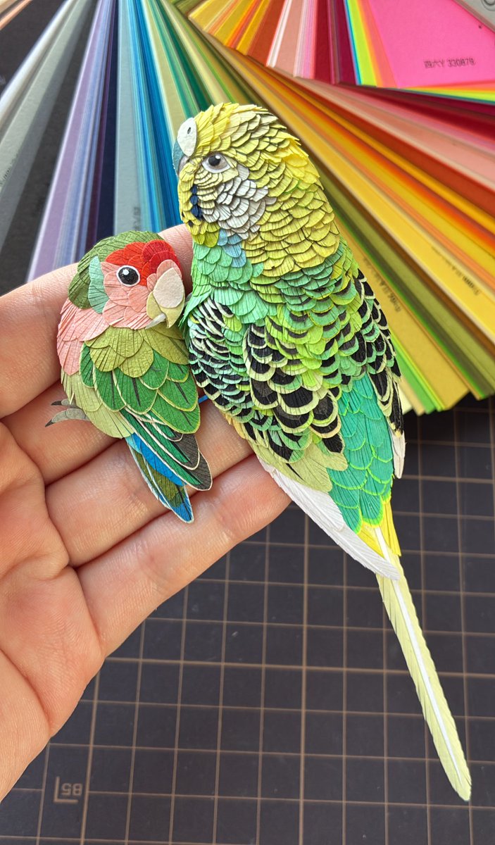 コザクラインコ