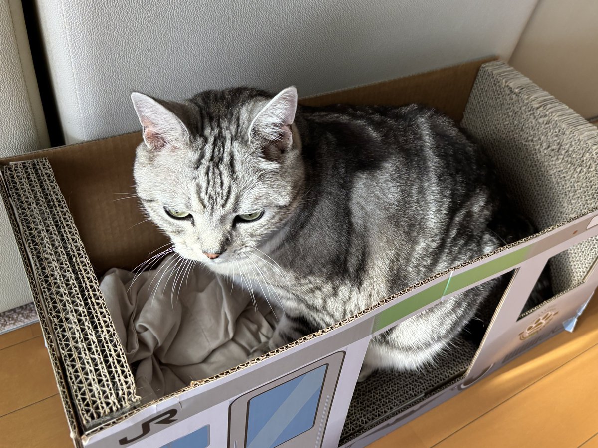 山手線乗車中 中に仕込んである布っぽいものは、とげまる用のペット