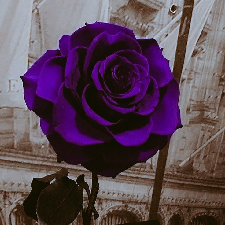 𝕰𝖉𝖌𝖆𝖗 & 𝕰𝖑𝖑𝖊𝖓 tweet media