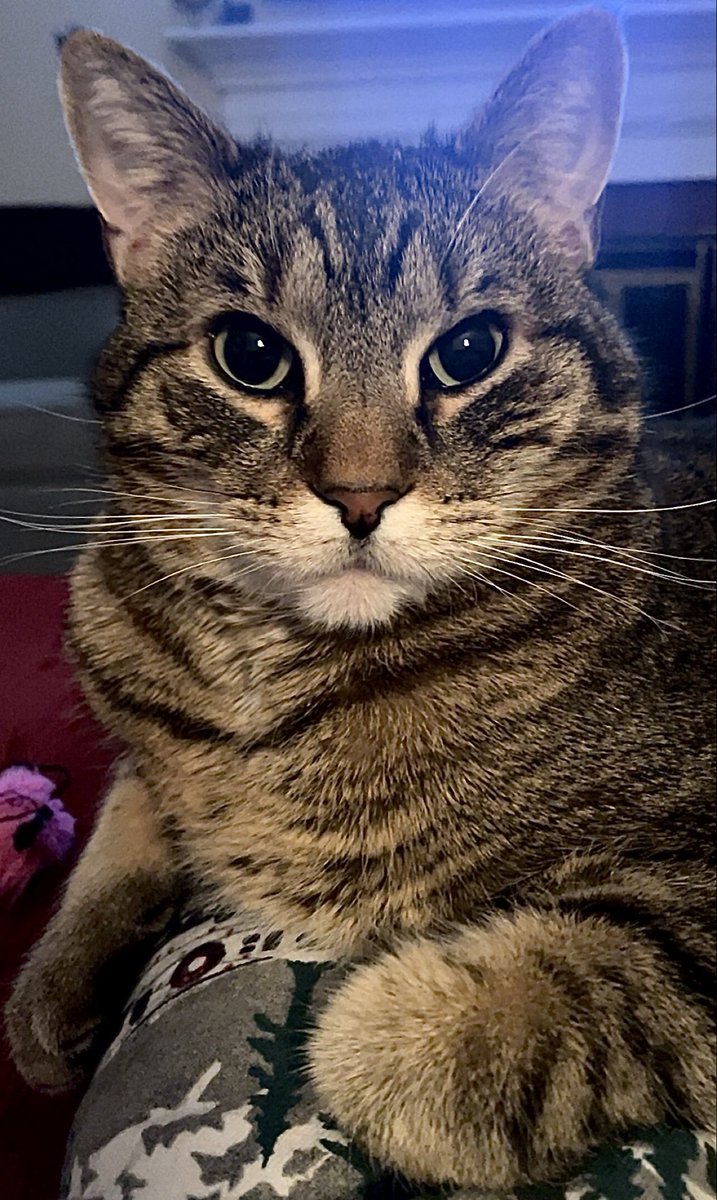 Docsocksomaha's tweet image. Herb the #cat