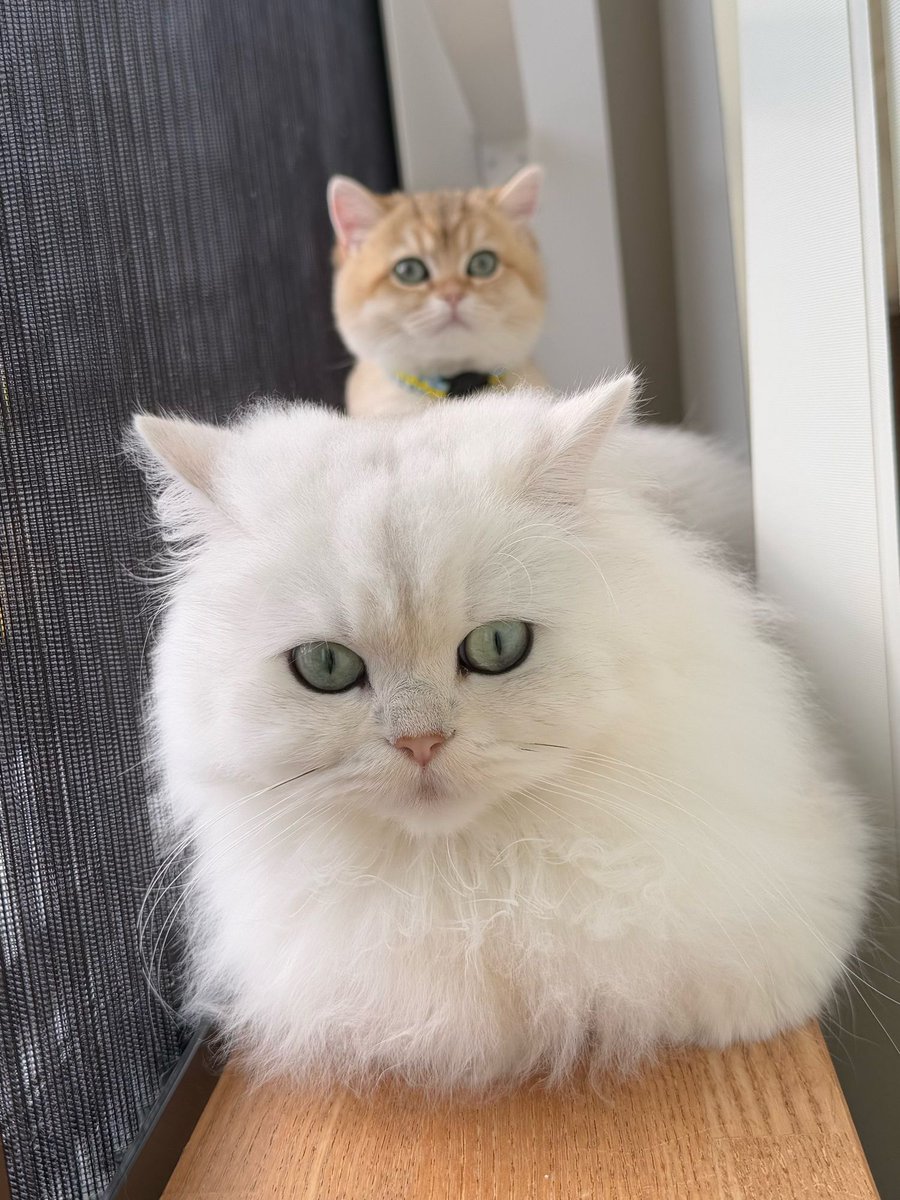 もものてんねんすい (@momosuikitty) / Posts / X