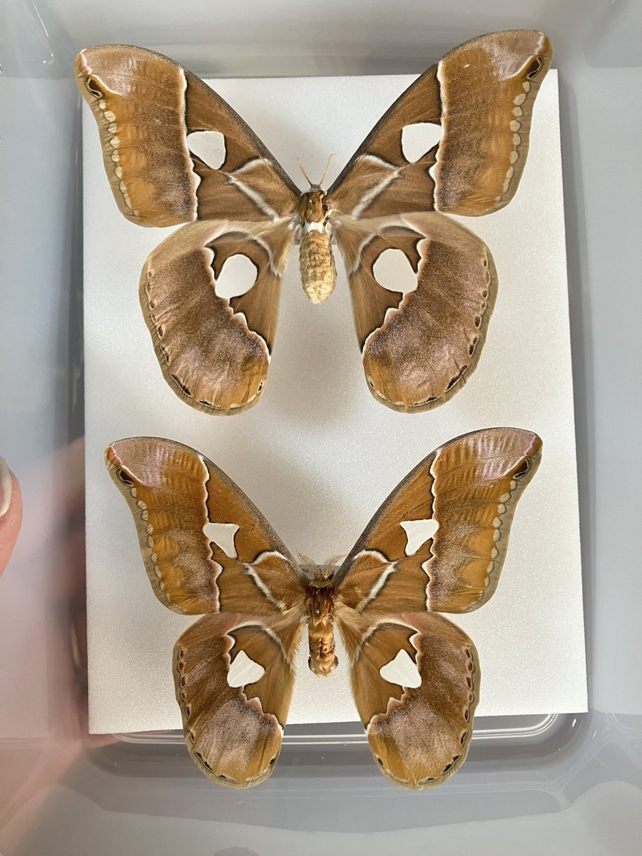 iPhoneのレンズが破損していた時期に展翅してた個体(上)とパシャリ。

同地同時期の採集、ペアに見えなくもない❗️

でもホントのところよく分からないからこれ以上は何も言わない、、、、