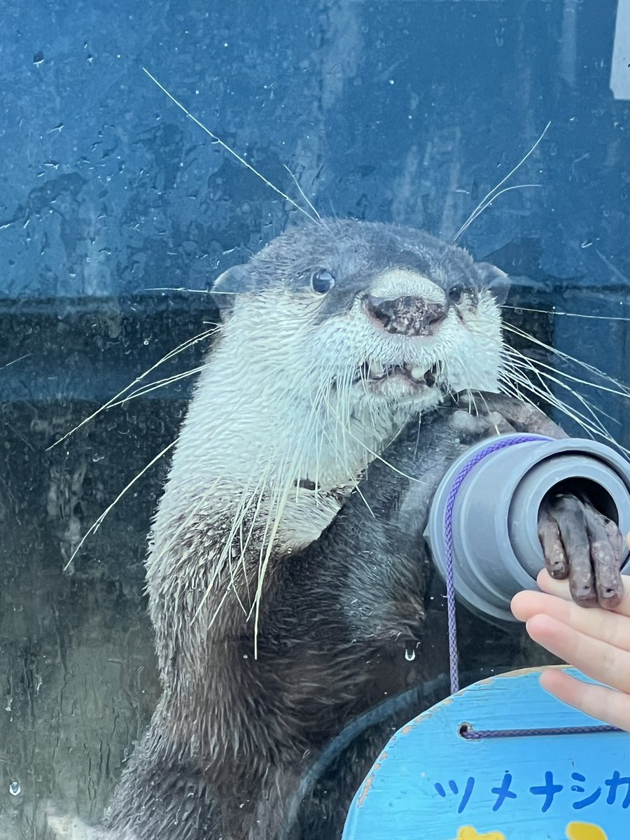 豚カワウソ！ きらりくんはずっと泳いでました。握手会は大行列になってました