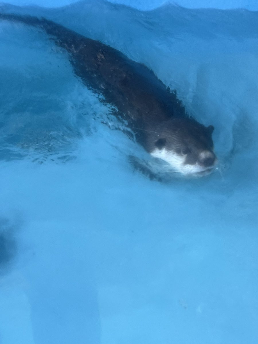 きらりくんはずっと泳いでました。握手会は大行列になってました