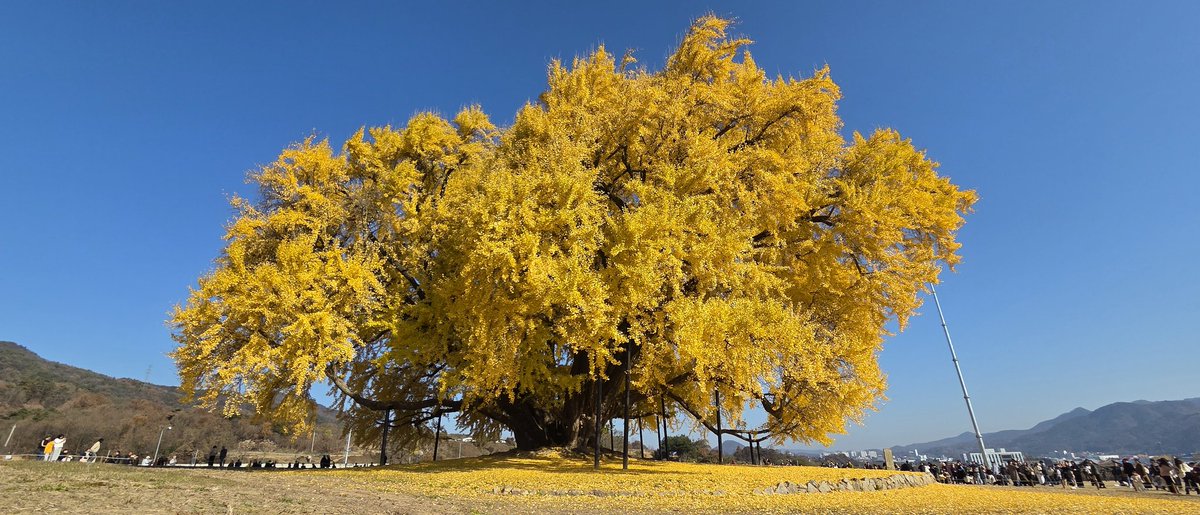 은행나무보고옴