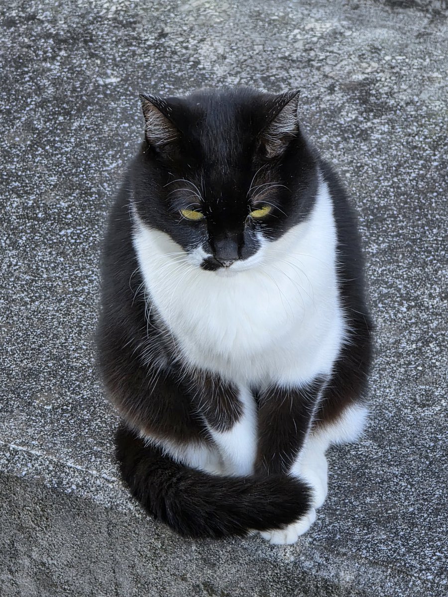 ジョン　ホワイト　キューピー黒猫かぶり ジョン ホワイト キューピー黒猫かぶり 楽天市場】キャティーマン ねこ