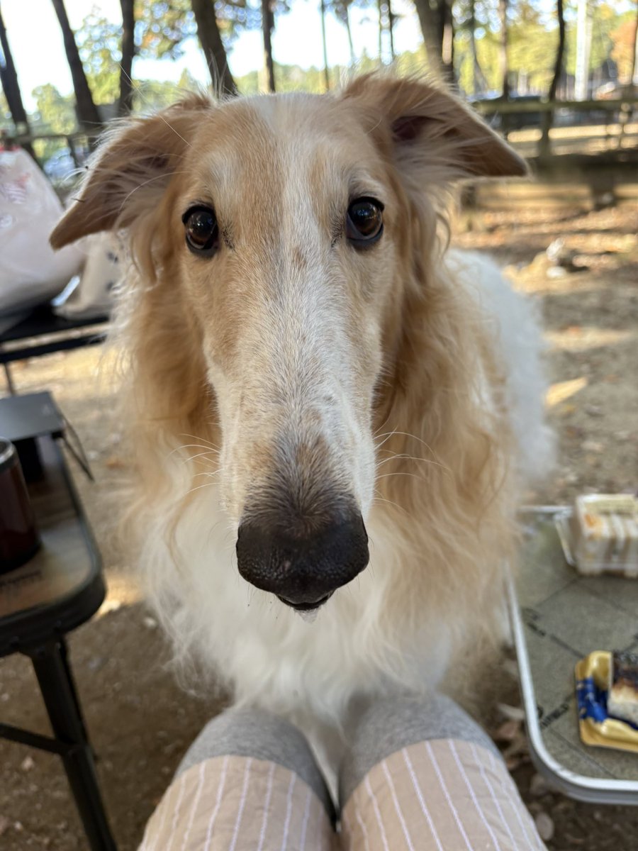 おはよう😆

サンドウィッチ🥪狙いでし✨
#BORZOI #borzoi #ボルゾイ