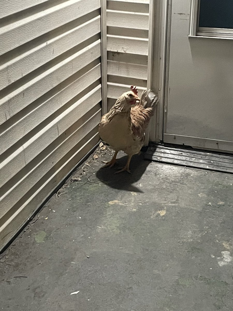 Erica__Lynn's tweet photo. One of the neighbors chickens has ended up in our yard and decided to spend the night on the fence. https://t.co/MYoiShVnqJ